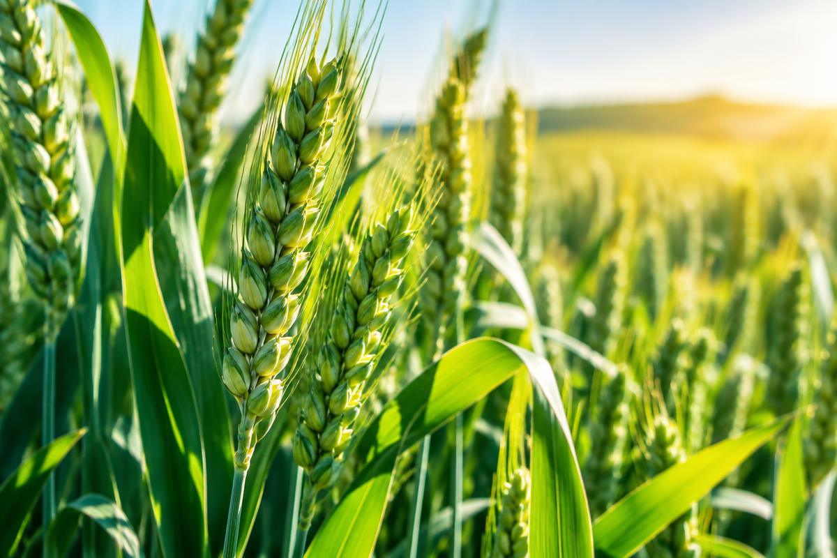 Sunlit wheat representing the future of agriculture and food